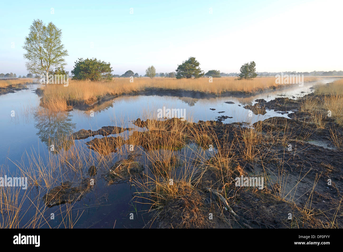 Rewetted bog, Dalum, Emsland, Lower Saxony, Germany Stock Photo