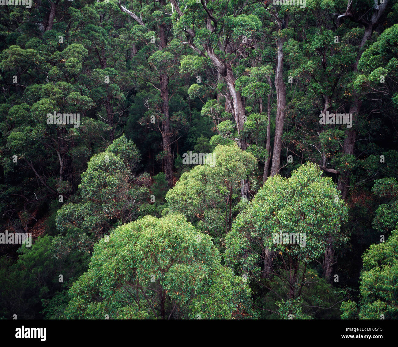 Australia, Western Australia, WalpoleNornalup National Park