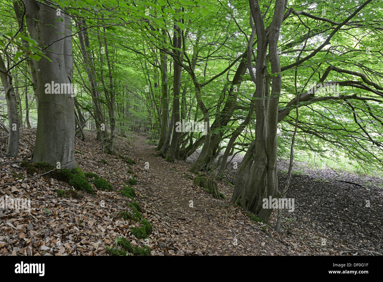 Riparian forest, Hornbeam (Carpinus betulus), Biener Busch, Lingen, Emsland, Lower Saxony, Germany Stock Photo