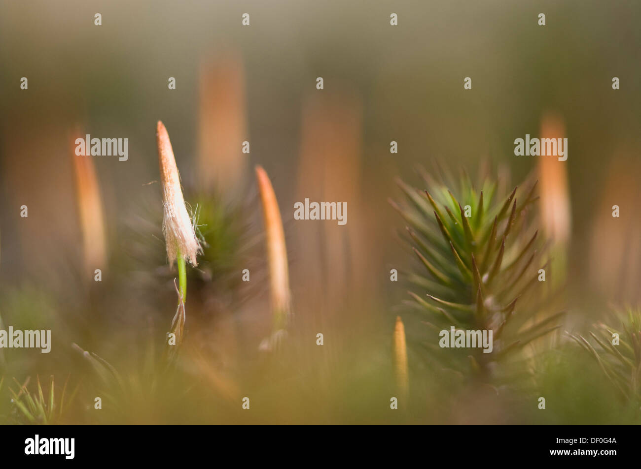 Bank Haircap Moss (Polytrichum formosum), sporangia, Niederlangen, Emsland, Lower Saxony