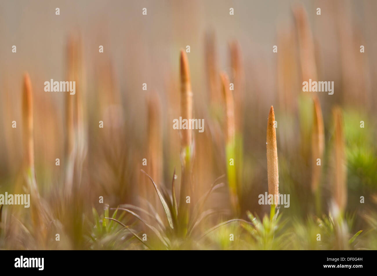 Bank Haircap Moss (Polytrichum formosum), sporangia, Niederlangen, Emsland, Lower Saxony