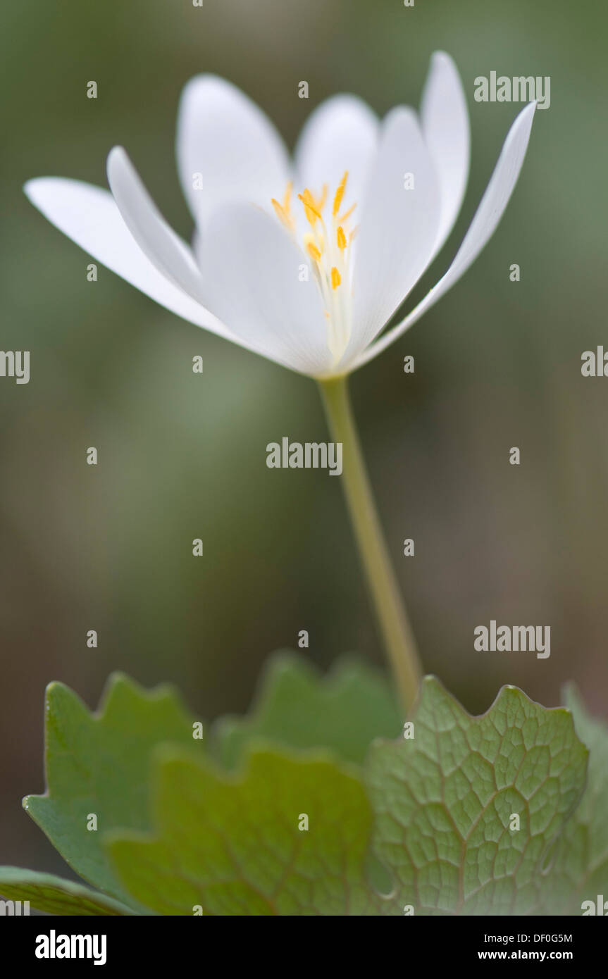 Canadian Bloodroot (Sanguinaria canadensis), Haren, Emsland, Lower Saxony, Germany Stock Photo