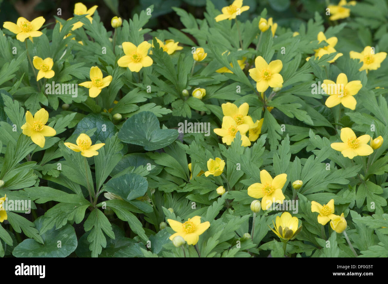 Yellow Wood Anemone or Buttercup Anemone (Anemone ranunculoides), Haren ...