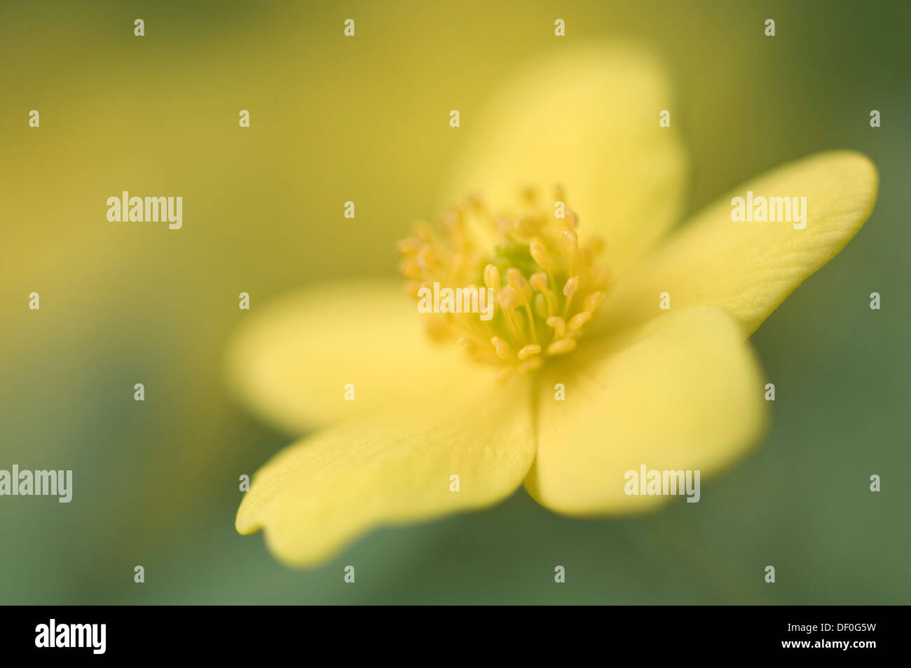 Yellow Wood Anemone or Buttercup Anemone (Anemone ranunculoides), Haren ...