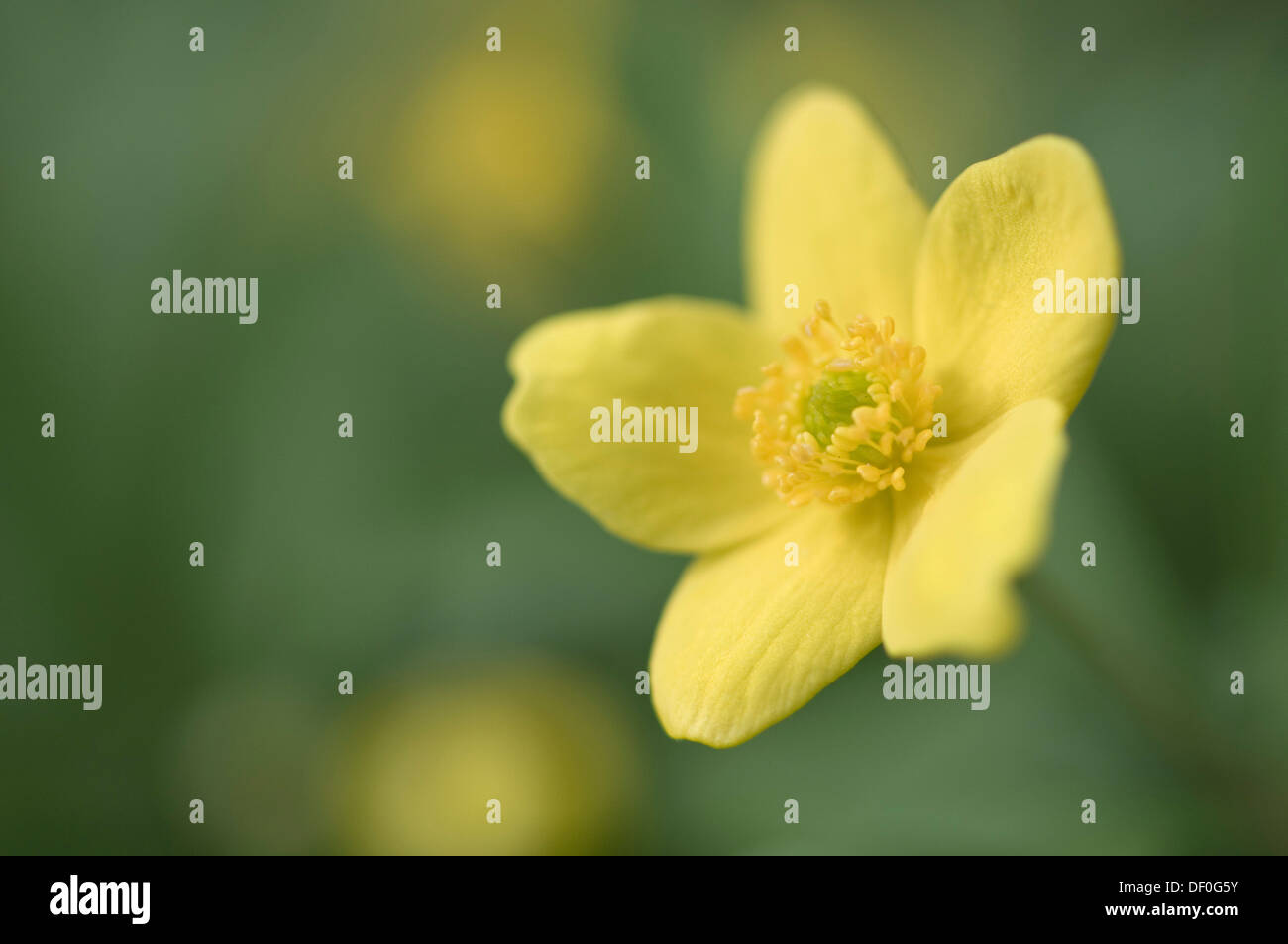 Yellow Wood Anemone or Buttercup Anemone (Anemone ranunculoides), Haren