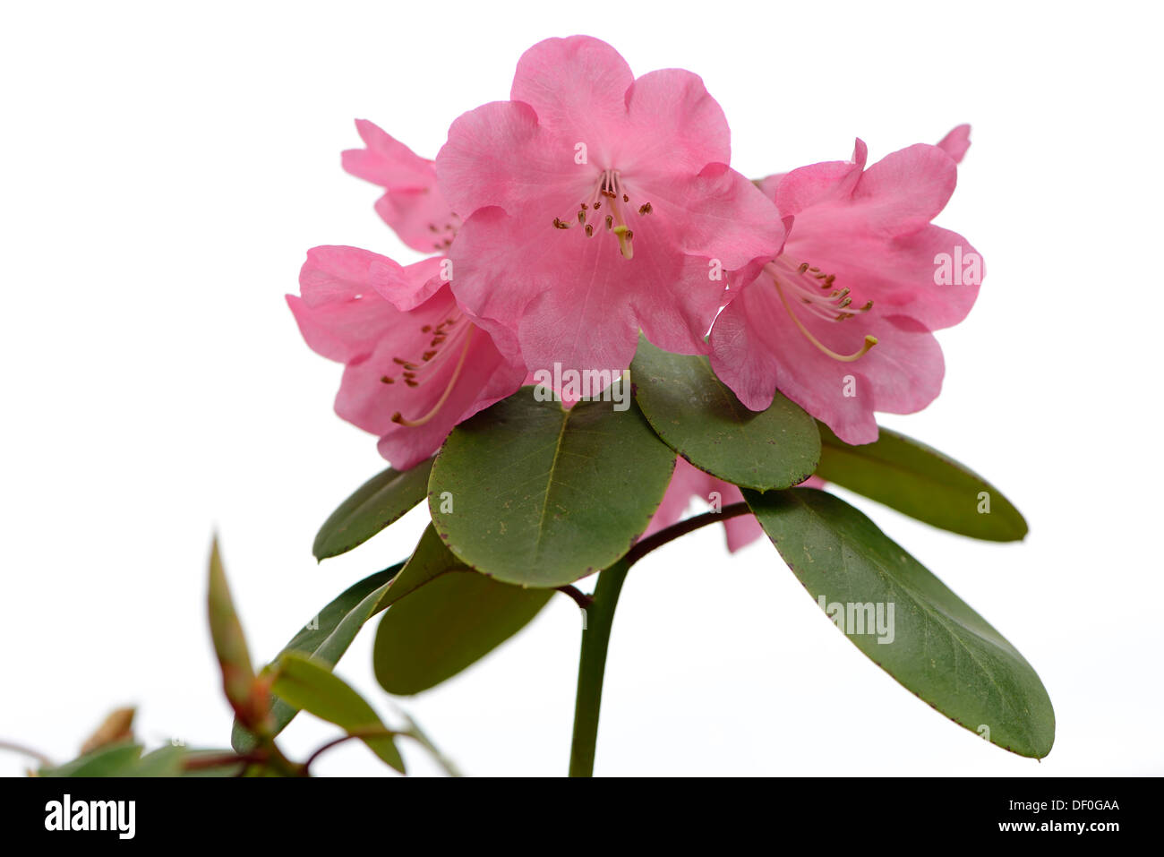 Rhododendron (Rhododendron orbiculare), Haren, Emsland, Lower Saxony, Germany Stock Photo