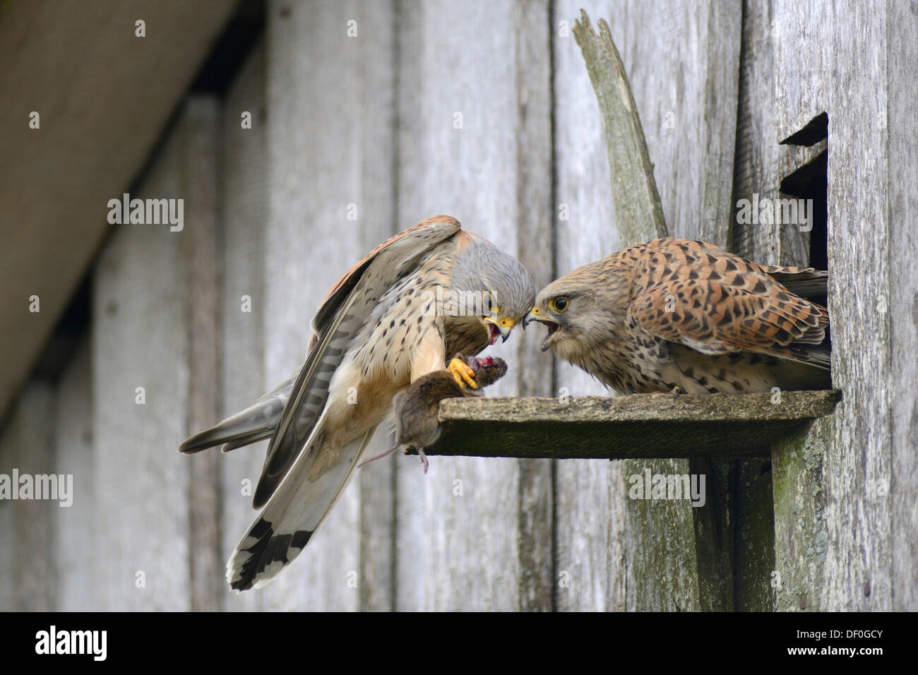 Kestrel (Falco tinnunculus), male passing prey to a female at the entrance of a nest, Kapellenmoor, Emsland, Lower Saxony Stock Photo