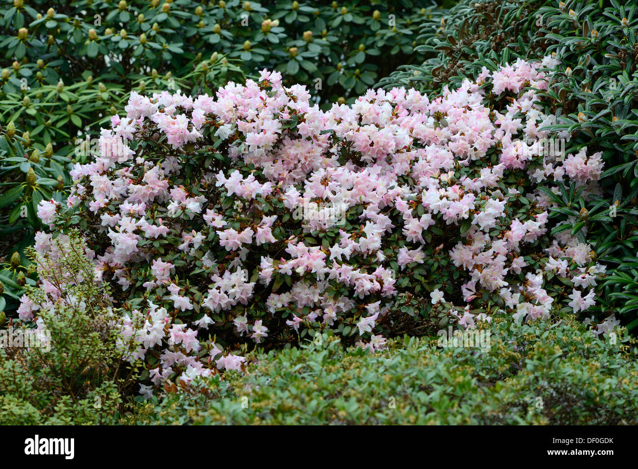 Blooming Rhododendron Ginny Gee (Rhododendron keiskei hybrid), Haren, Emsland, Lower Saxony, Germany Stock Photo