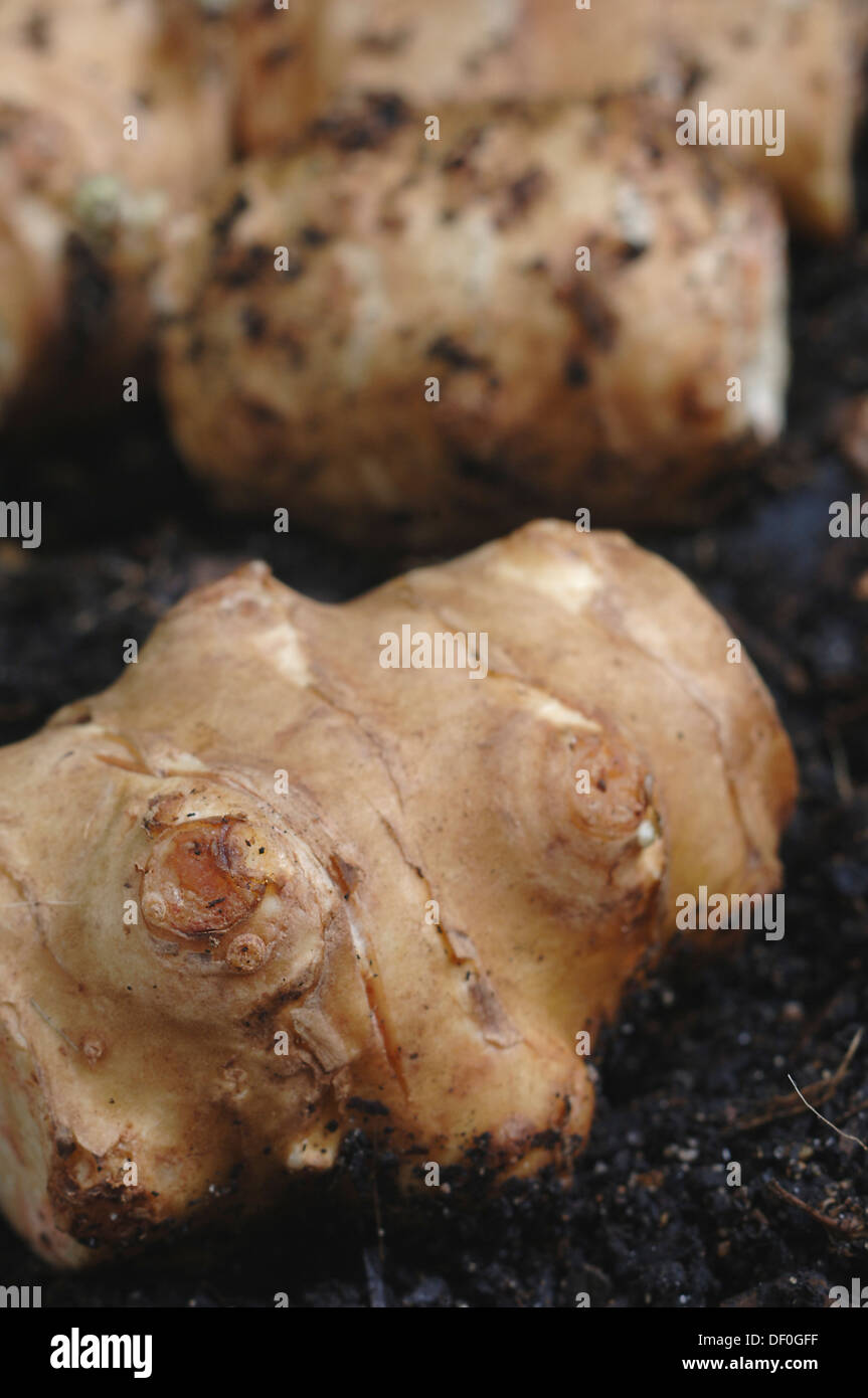 Jerusalem artichokes on soil Stock Photo Alamy