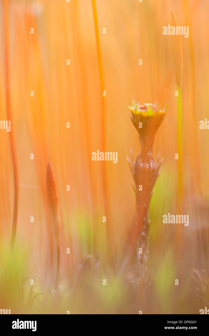 Sporangium of Bank Haircap Moss (Polytrichum formosum), Fehndorf, Emsland, Lower Saxony, Germany Stock Photo