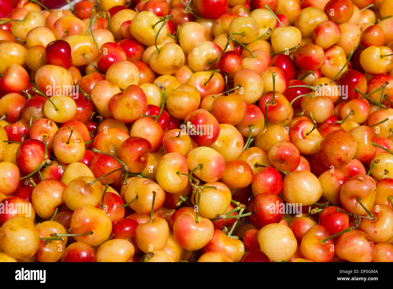 Rainier cherries near me