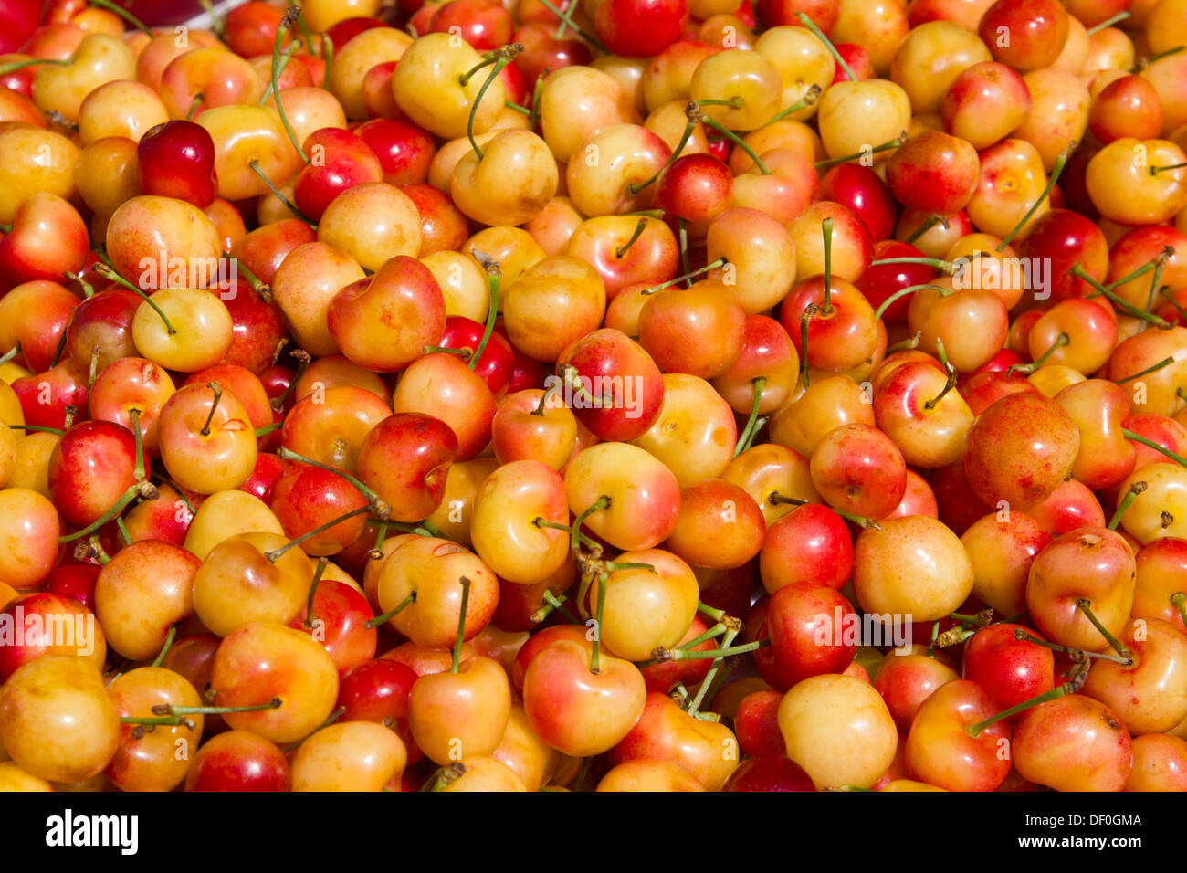 Rainier cherries in an outdoor farmers market Stock Photo