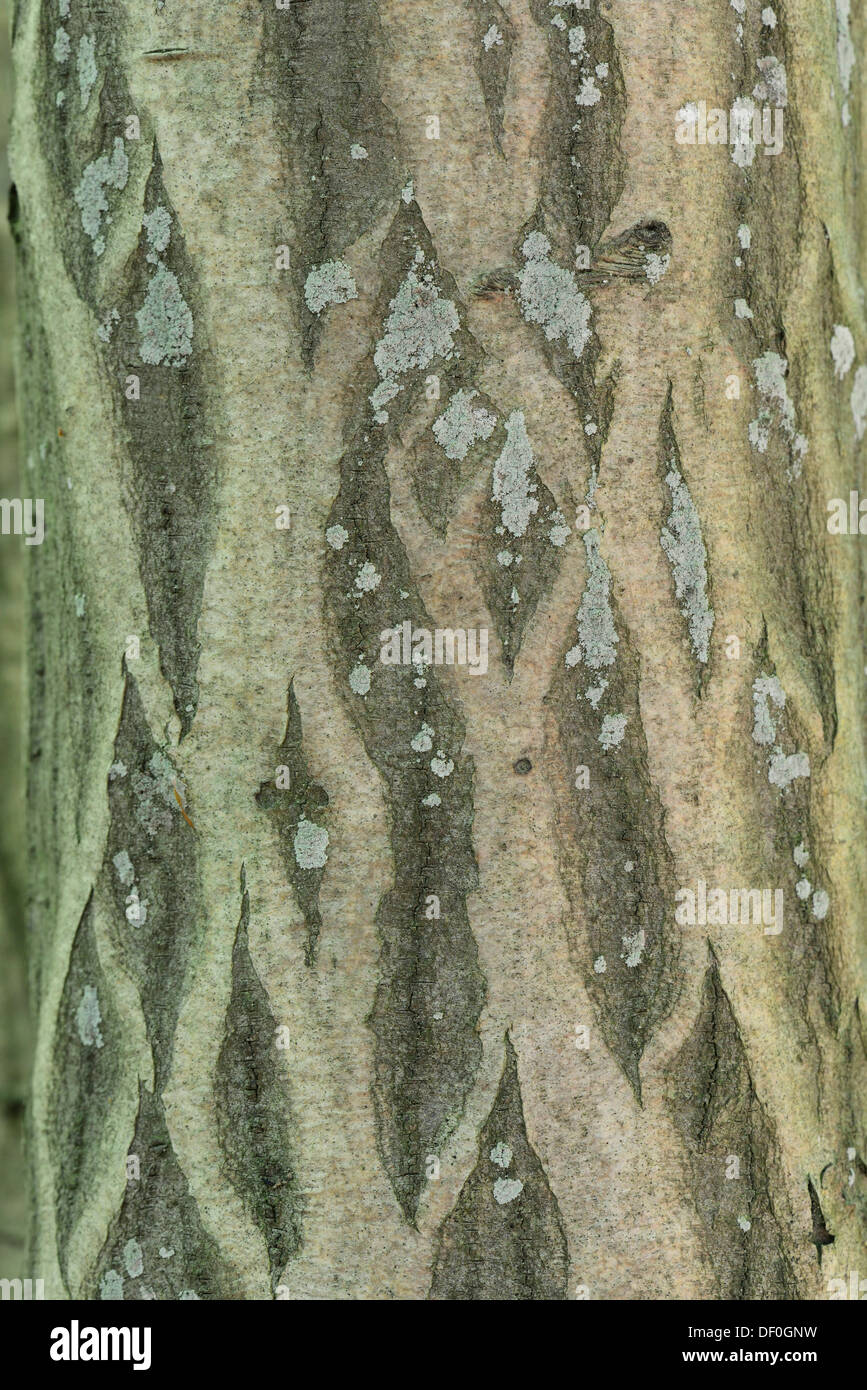 Bark of a European Hornbeam (Carpinus betulus), Stovern Forest, Salzbergen, Emsland, Lower Saxony, Germany Stock Photo