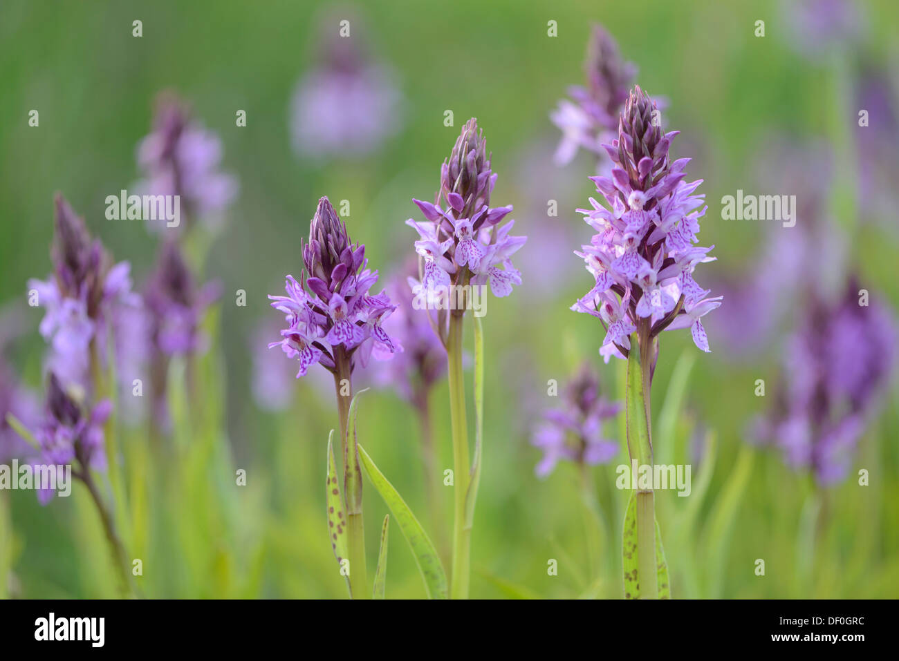 Heath Spotted Orchid or Moorland Spotted Orchid (Dactylorhiza maculata), Meppen, Emsland, Lower Saxony, Germany Stock Photo