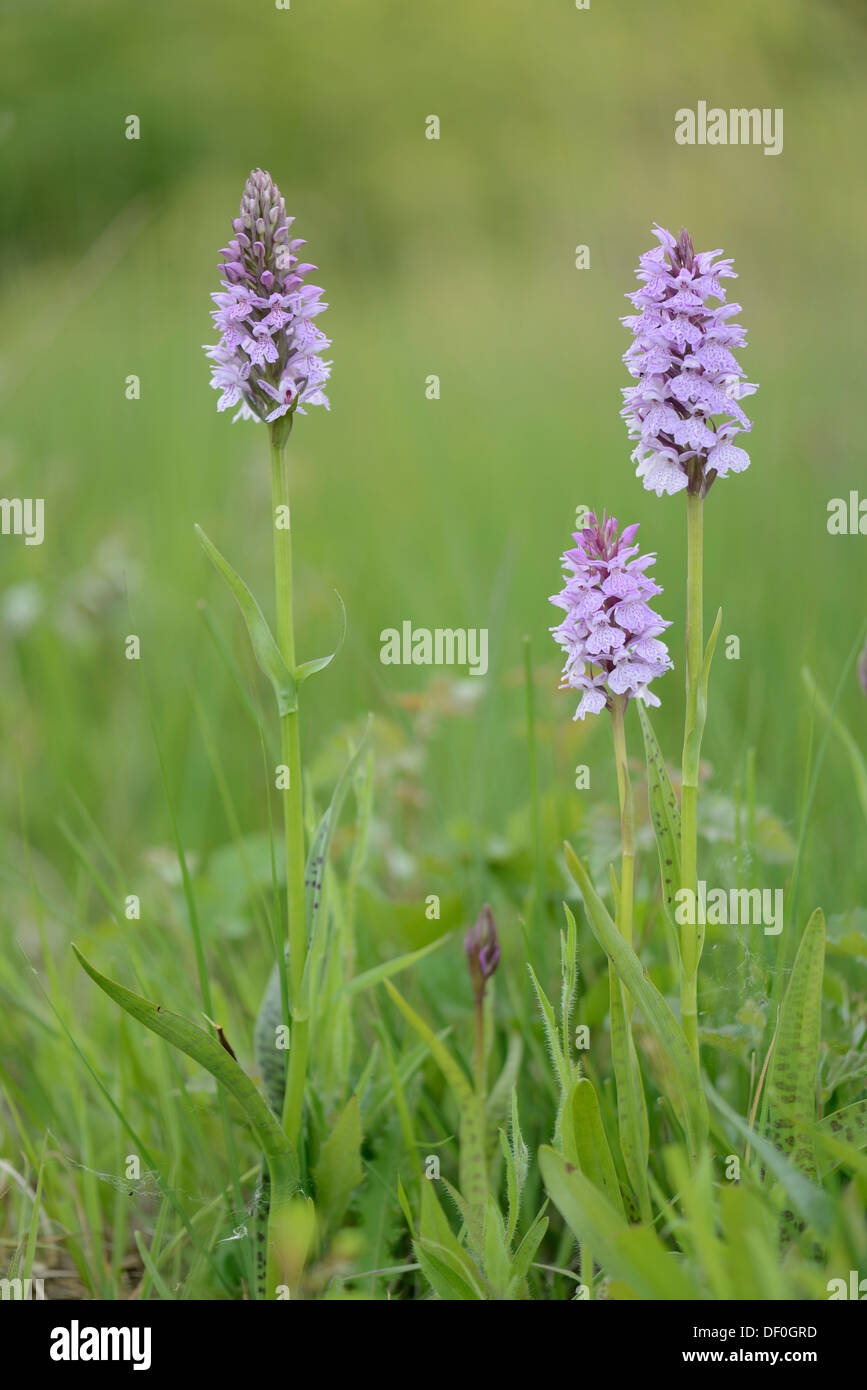 Heath Spotted Orchid or Moorland Spotted Orchid (Dactylorhiza maculata), Meppen, Emsland, Lower Saxony, Germany Stock Photo