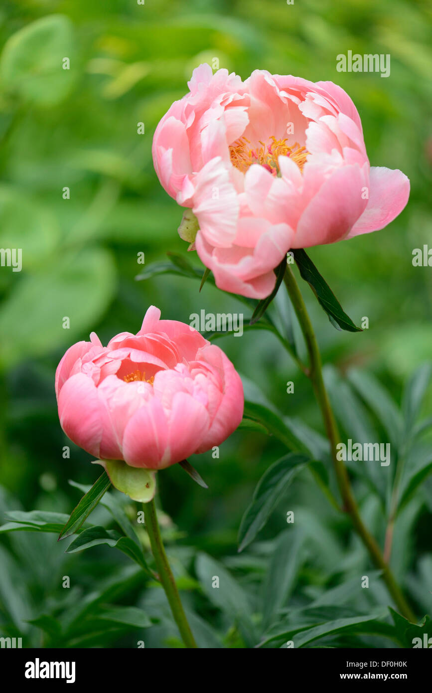 'Coral Charm' Peony hybrid (Paeonia), Haren, Emsland, Lower Saxony, Germany Stock Photo