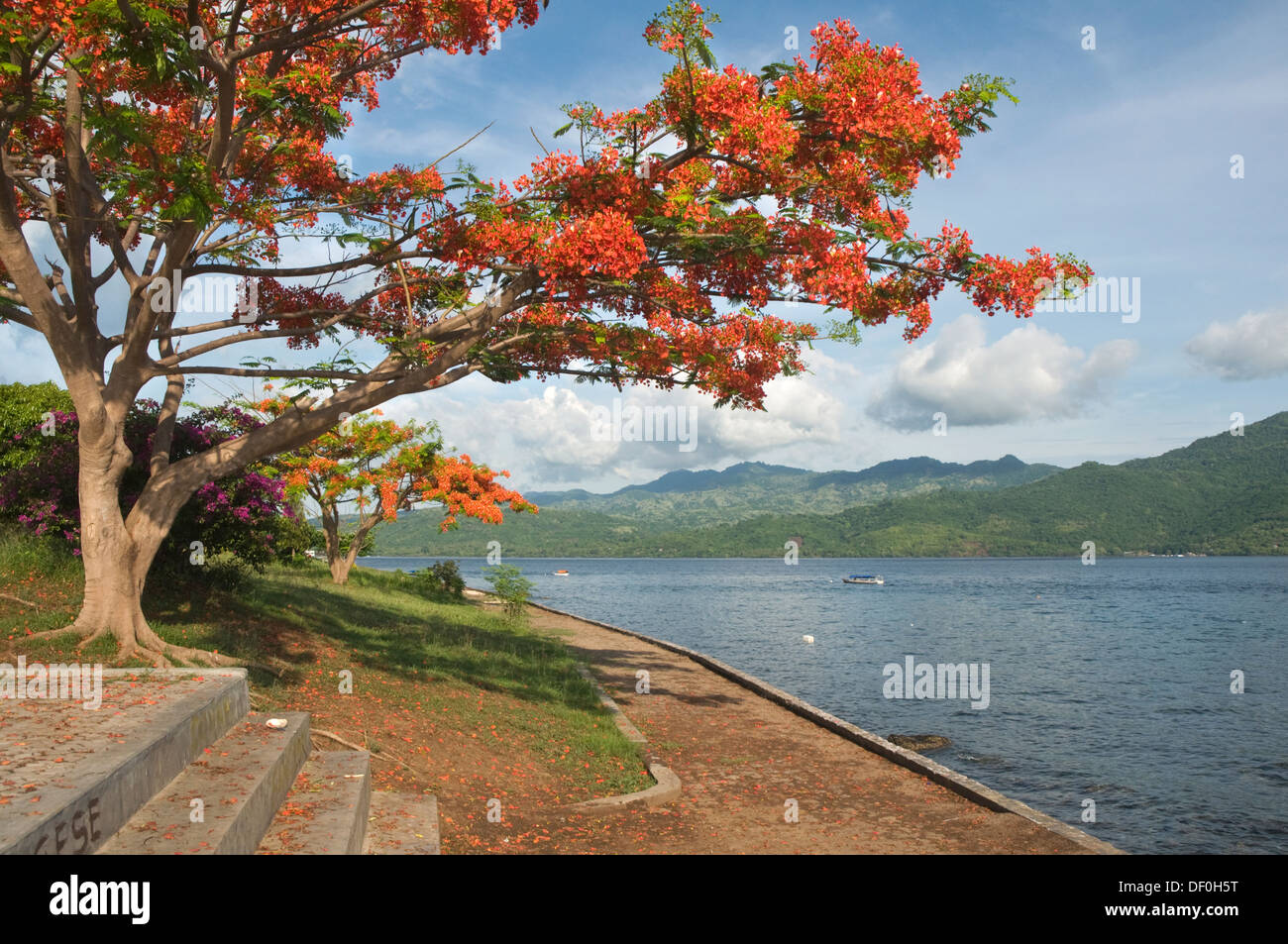 INDONESIA, Flores, Larantuka, view over the bay with Illawarra Flame Tree, Brachychiton acerifolius, in foreground Stock Photo