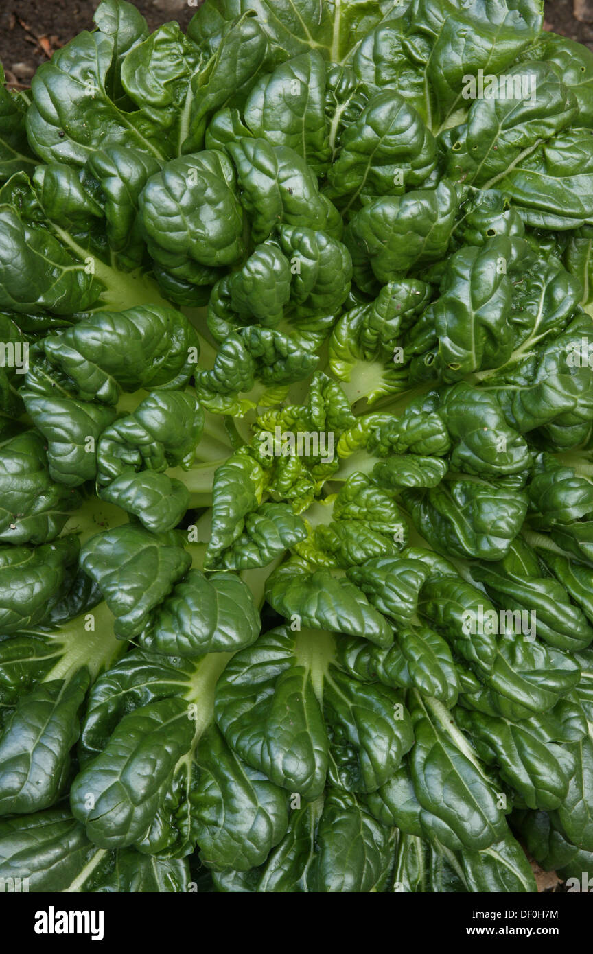 An aerial shot of a head of tatsoi growing in the ground. Stock Photo