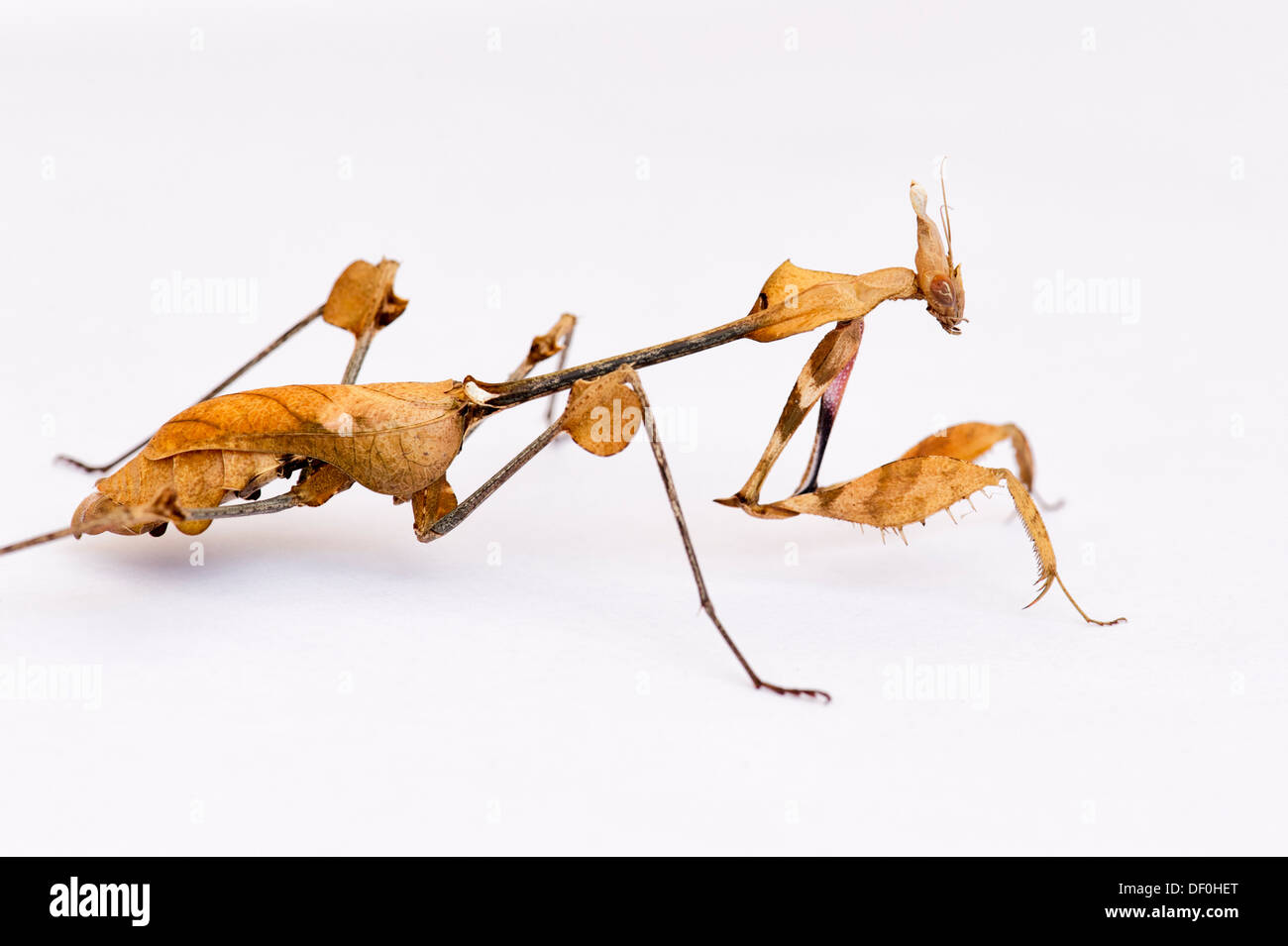 Gongylus gongylodes. Wandering violin mantis. Ornate mantis. Indian rose mantis Stock Photo