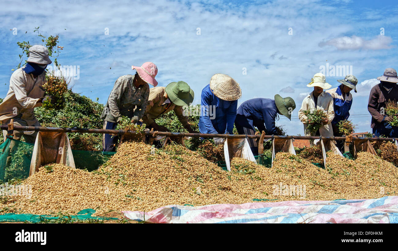 Farmers harvest peanut under blue sky at farmland Stock Photo