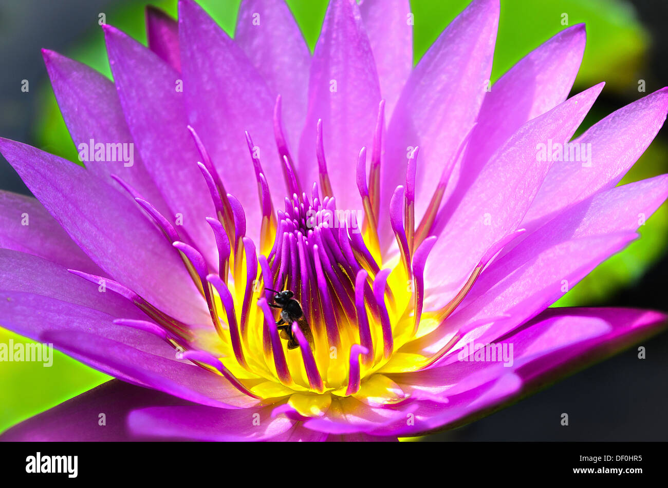 The Pink-Purple Lotus or Water Lily with Yellow-Pink Pollen and Bug. Stock Photo