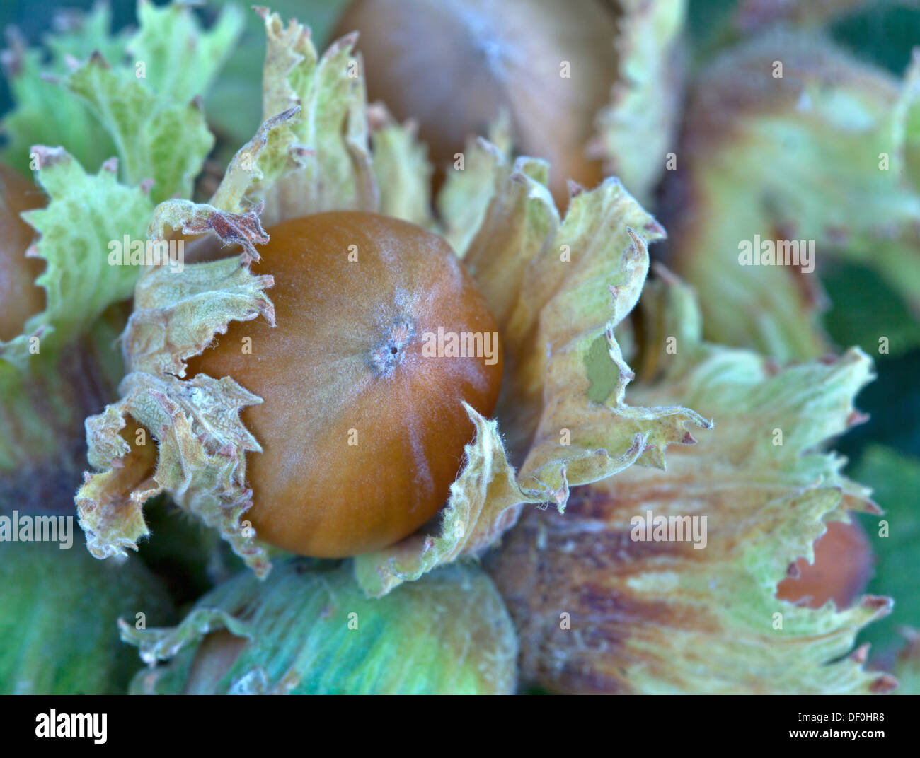 Mature hazelnuts in husk 'Corylus avellana' Stock Photo 60864924 Alamy