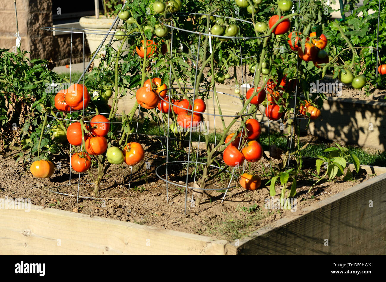 Rutgers tomato hires stock photography and images Alamy