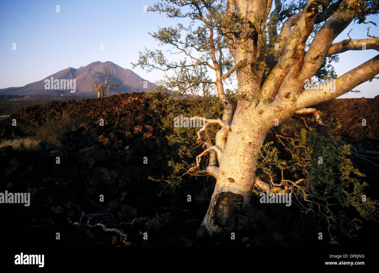 Sonoran desert region hi-res stock photography and images - Alamy