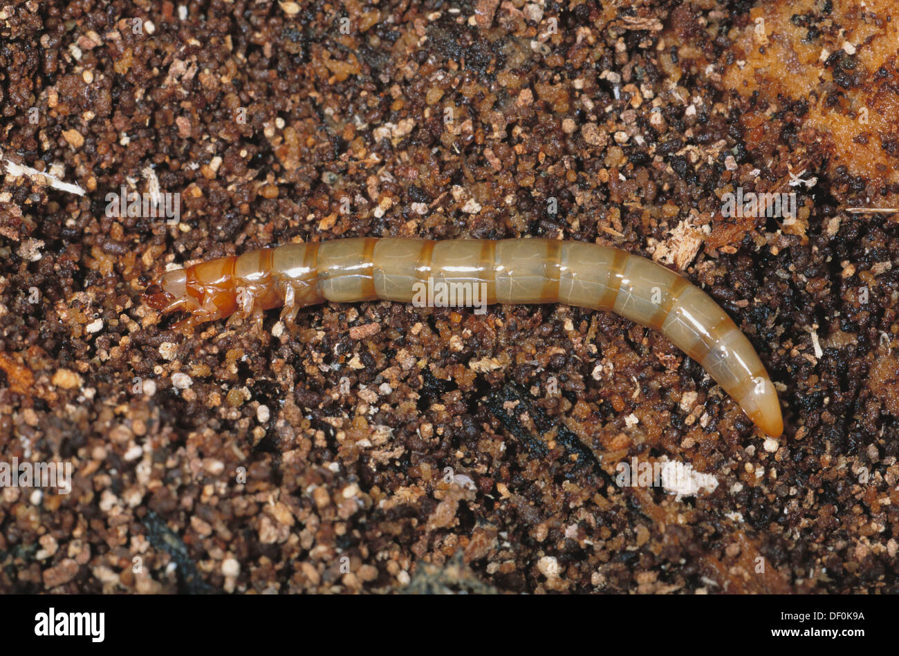 Click Beetle, Family Elateridae. Larva on ground Stock Photo 60866102