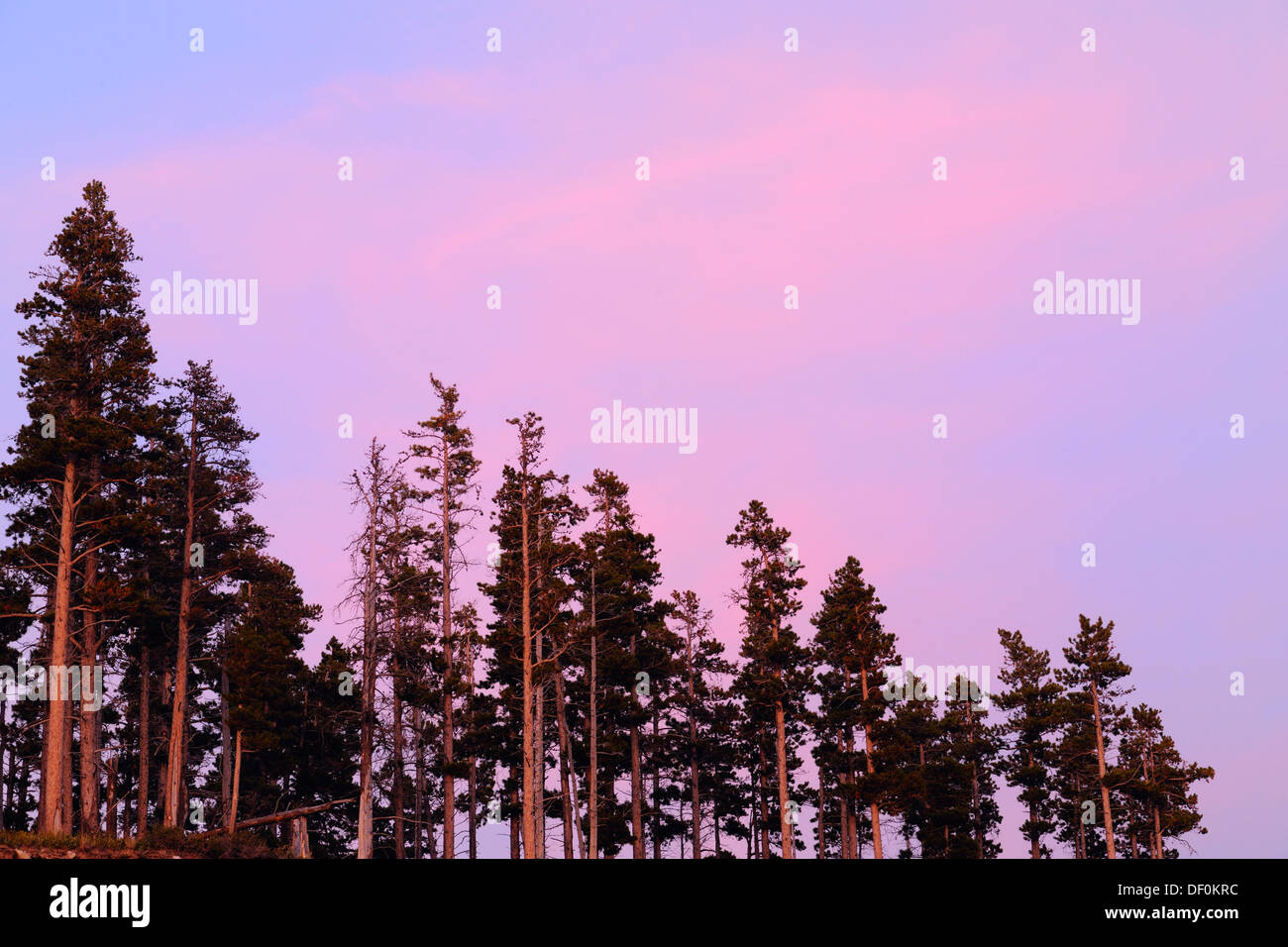 Lodgepole pines and sunset skies, Waterton Lakes National Park, Alberta
