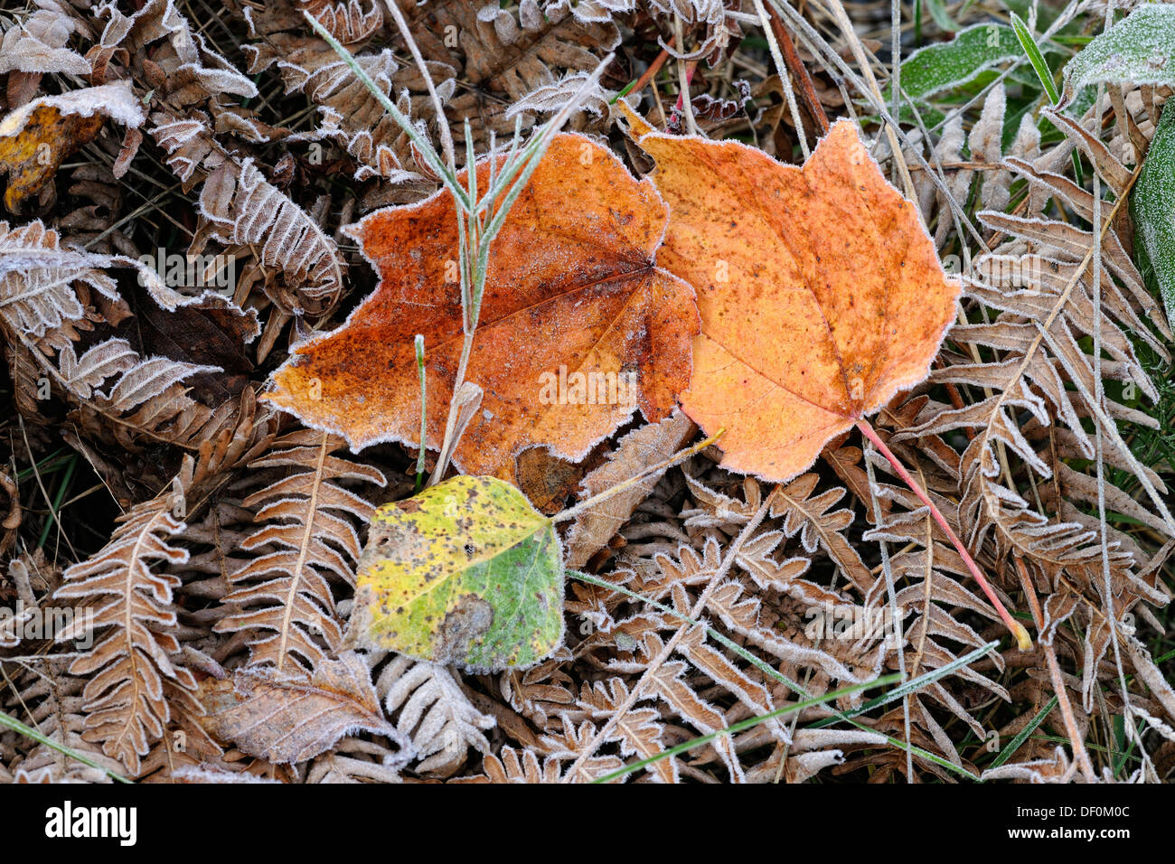 Frosted, fallen maple and aspen leaves lying on bracken fern frons, Greater Sudbury Lively, Ontario, Canada Stock Photo