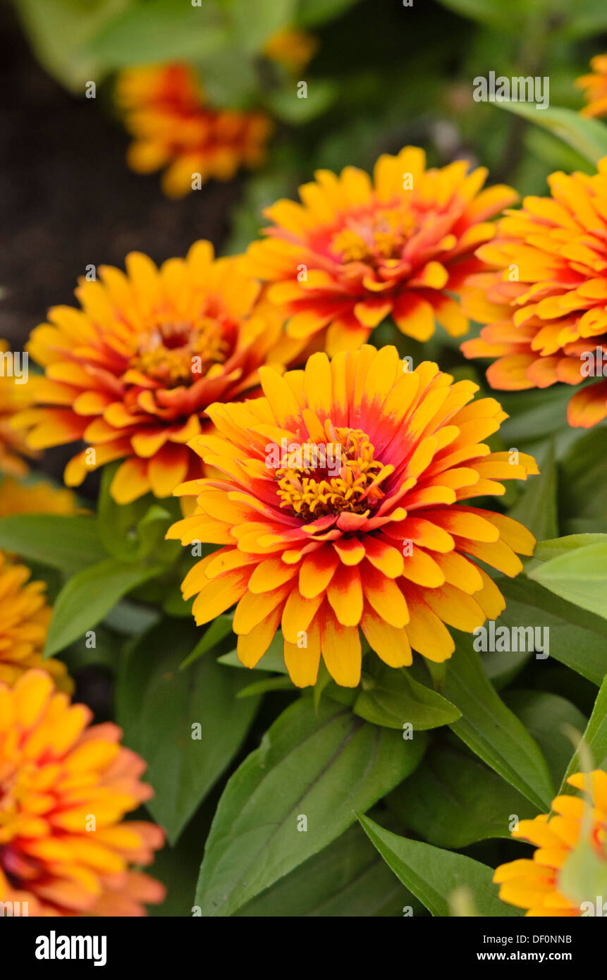 Small flowers of zinnia narrow-leaved on a bush in the garden. Yellow  flowers of cynia in summer. 10781329 Stock Photo at Vecteezy