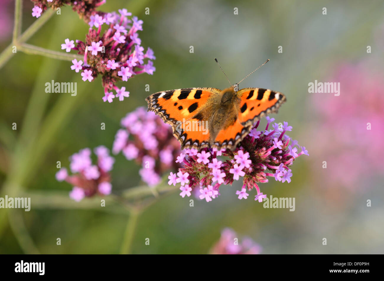 Purpletop vervain (Verbena bonariensis) and small tortoiseshell (Aglais urticae) Stock Photo