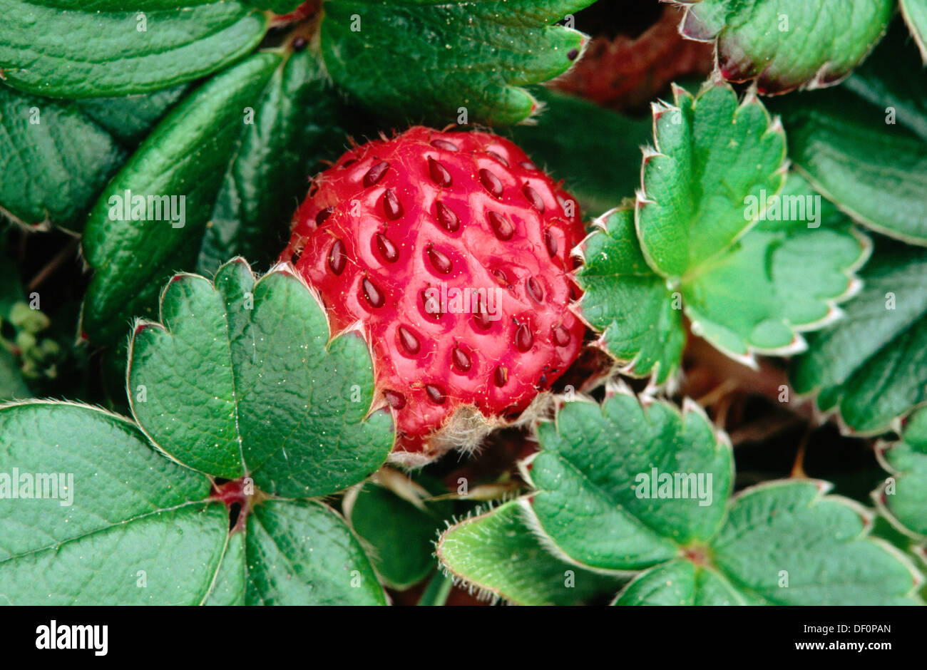 Resultado de imagen de Fragaria chiloensis