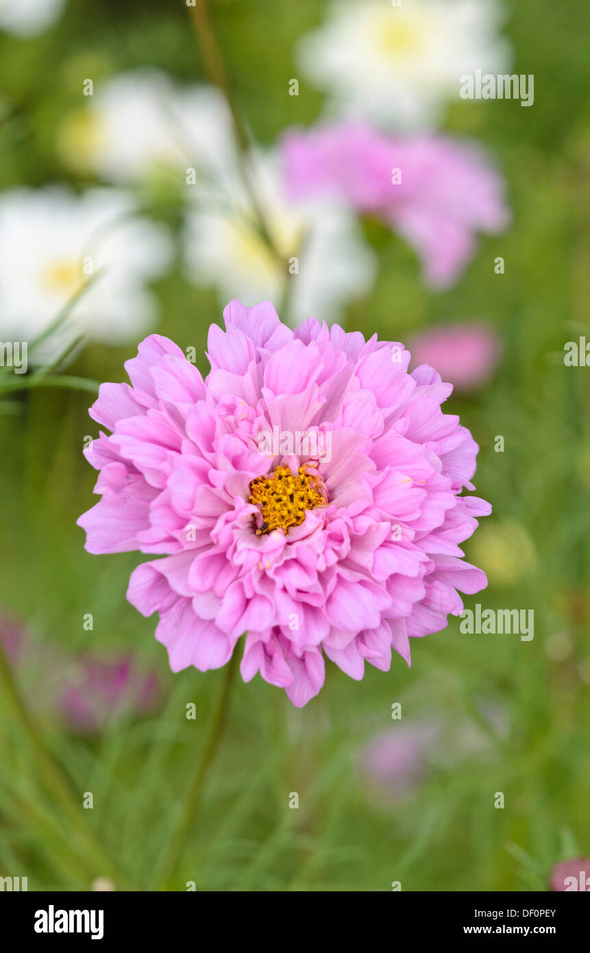 Garden cosmos (Cosmos bipinnatus 'Double Click Rose Bonbon') Stock Photo