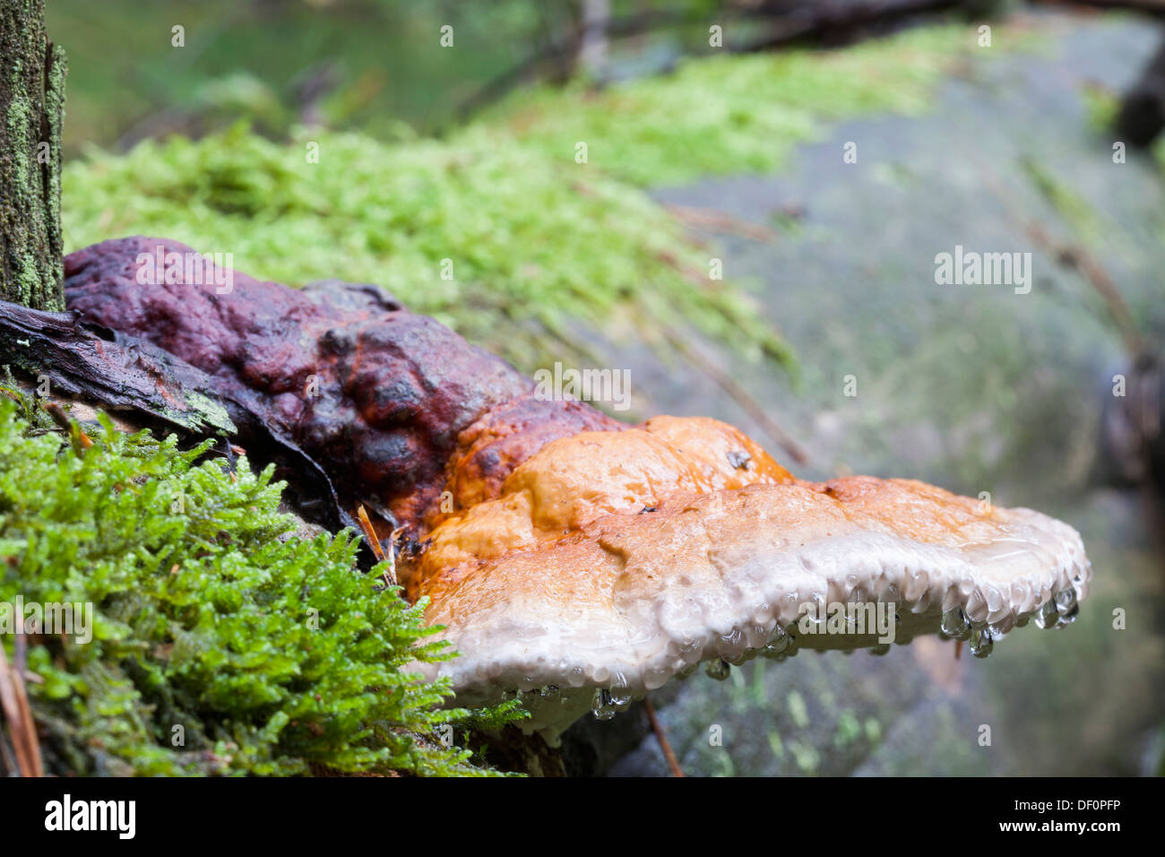 Fomitopsis pinicola - Red Banded Polypore Stock Photo
