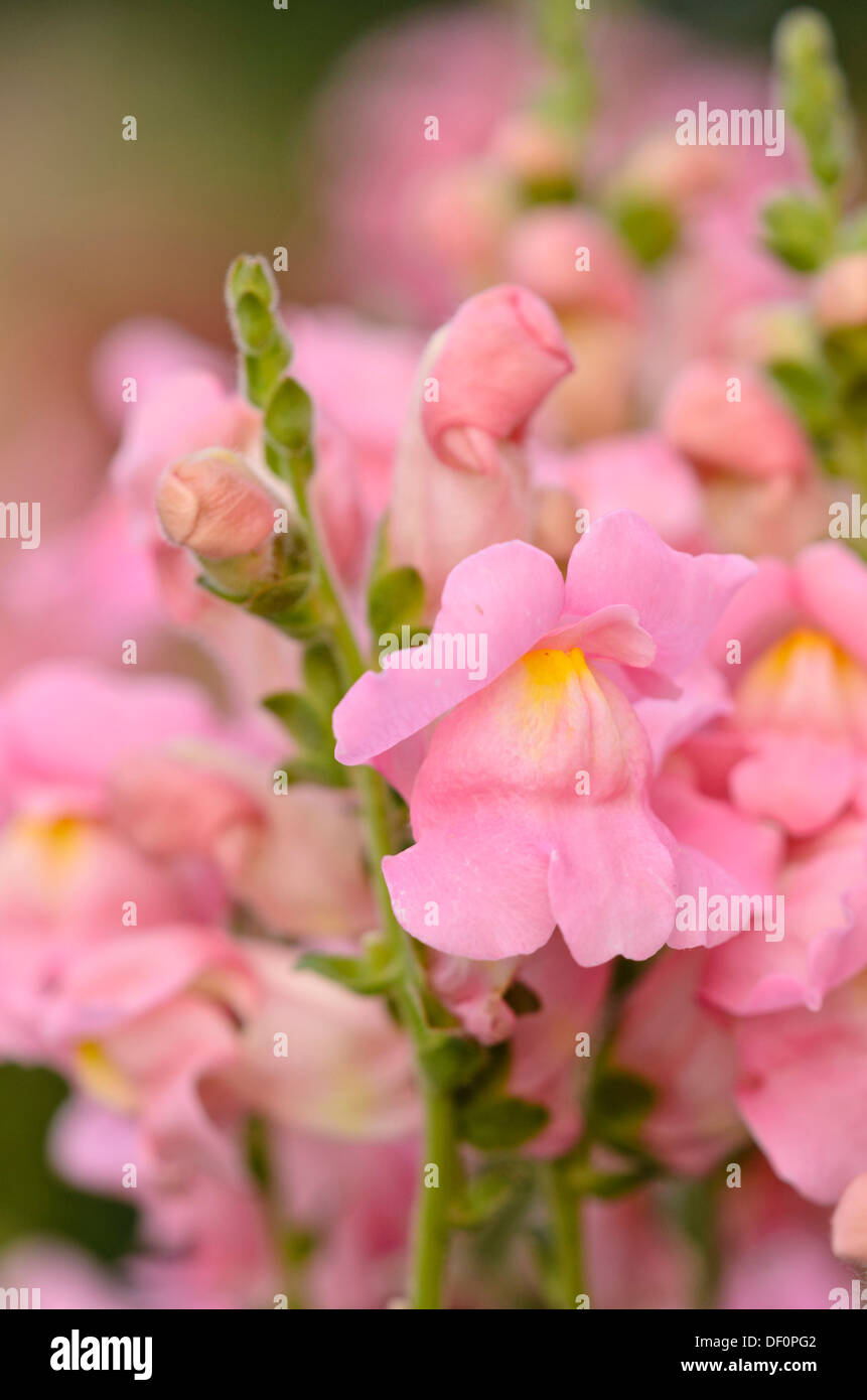 Snapdragon (Antirrhinum majus 'Sonnet Pink') Stock Photo