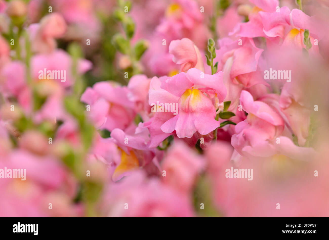 Snapdragon (Antirrhinum majus 'Sonnet Pink') Stock Photo