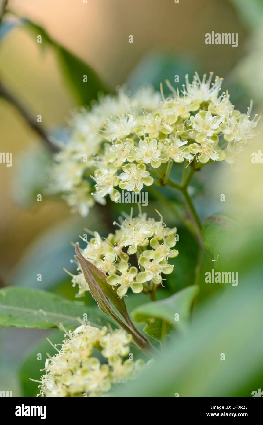 Lemon scented myrtle (Backhousia citriodora) Stock Photo