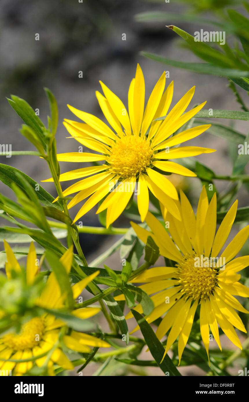 Texas sleepy daisy (Xanthisma texanum) Stock Photo