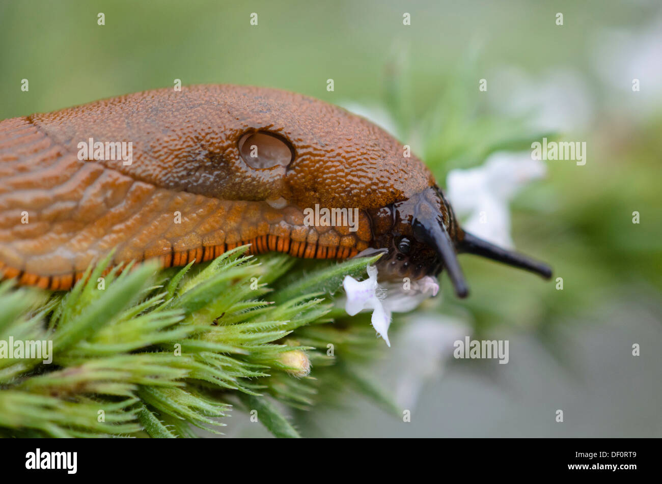 Spanish slug (Arion vulgaris syn. Arion lusitanicus) and savory (Satureja) Stock Photo