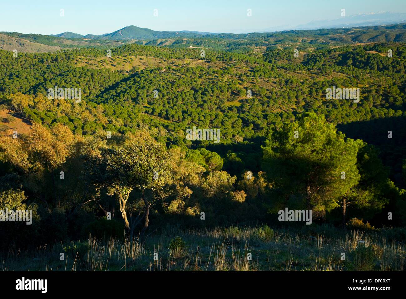 Sierra de Cardeña y Montoro Natural Park. Córdoba province. Andalucía. Spain  Stock Photo - Alamy