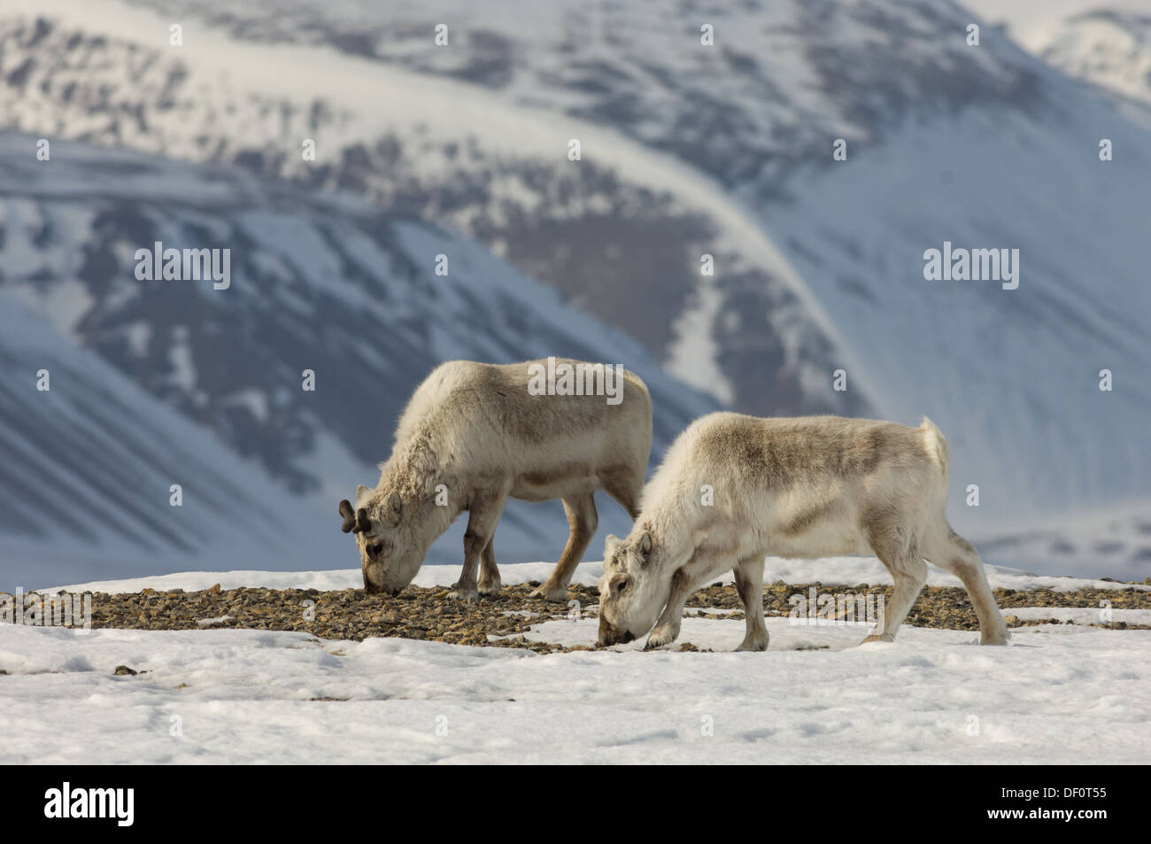 Svalbard reindeer (Rangifer tarandus platyrhynchus) grazing on the spring shoots in Sassendalen, near Temple Fjord (Tempelfjorden), Spitsbergen, Svalbard Archipelago, Norway Stock Photo