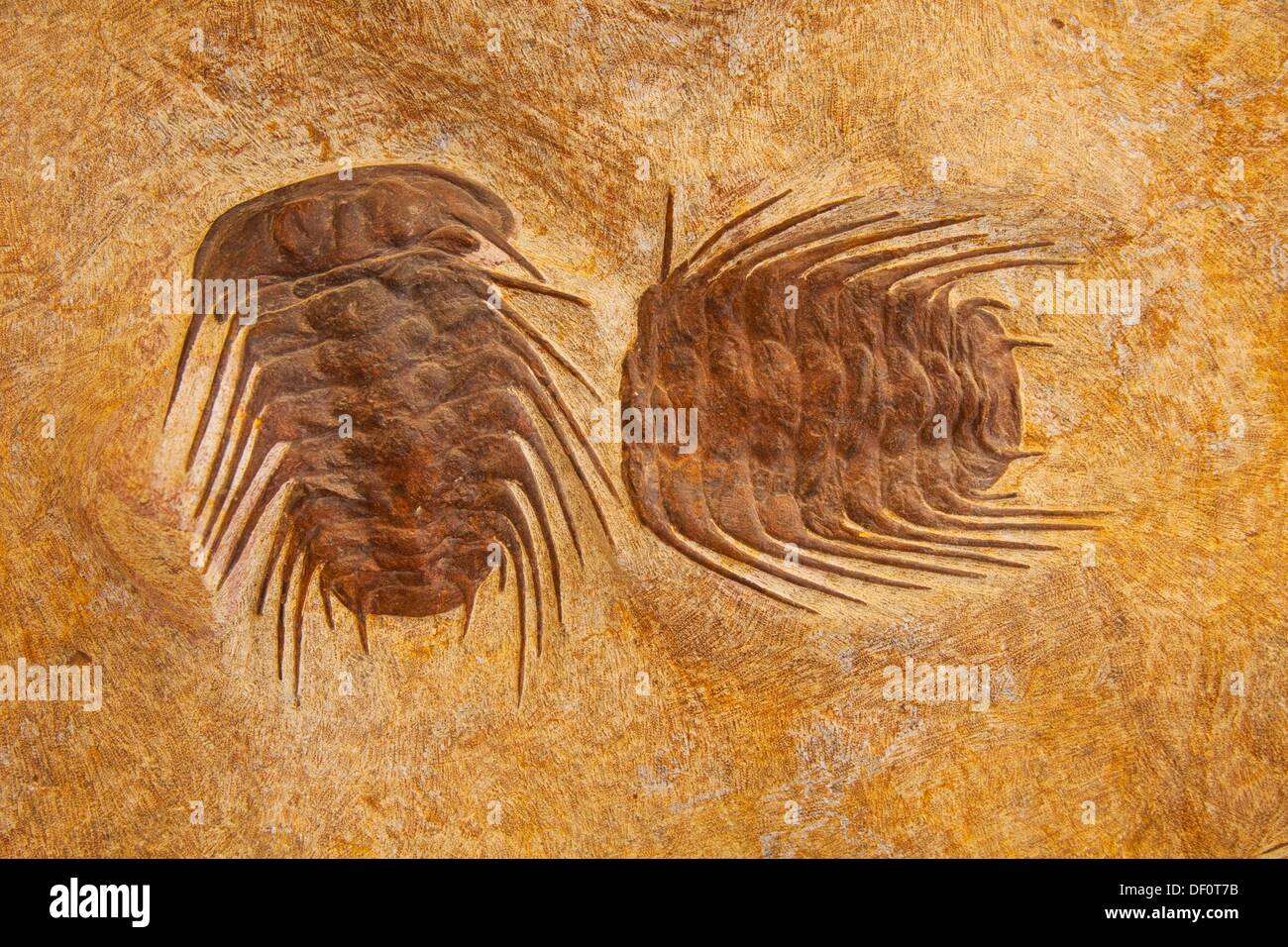 Fossil trilobites sahara desert merzouga morocco stock photo