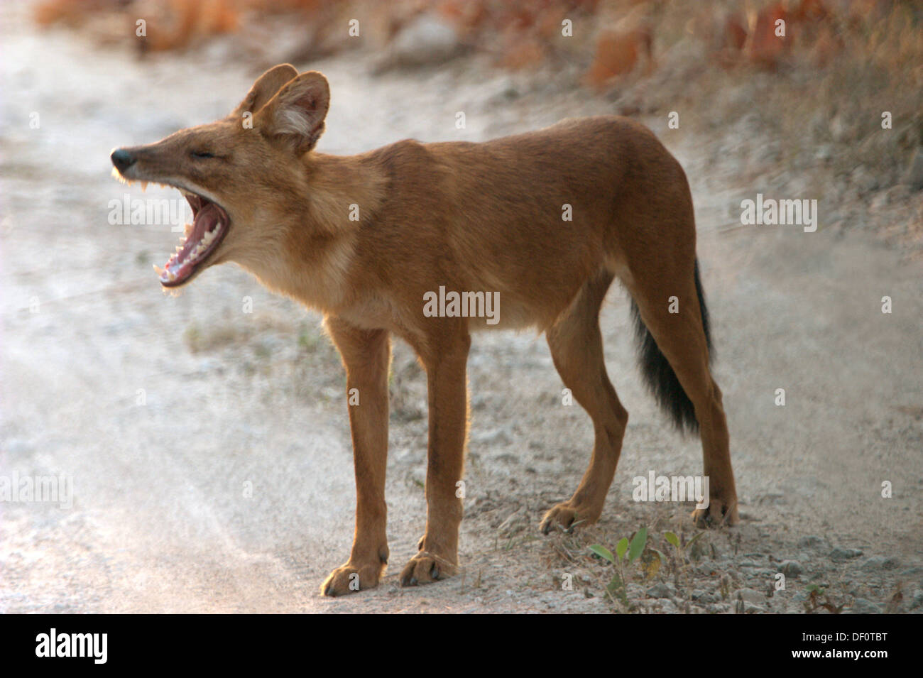 Wild dog barking. Kanha. Madhya Pradesh. India Stock Photo Alamy