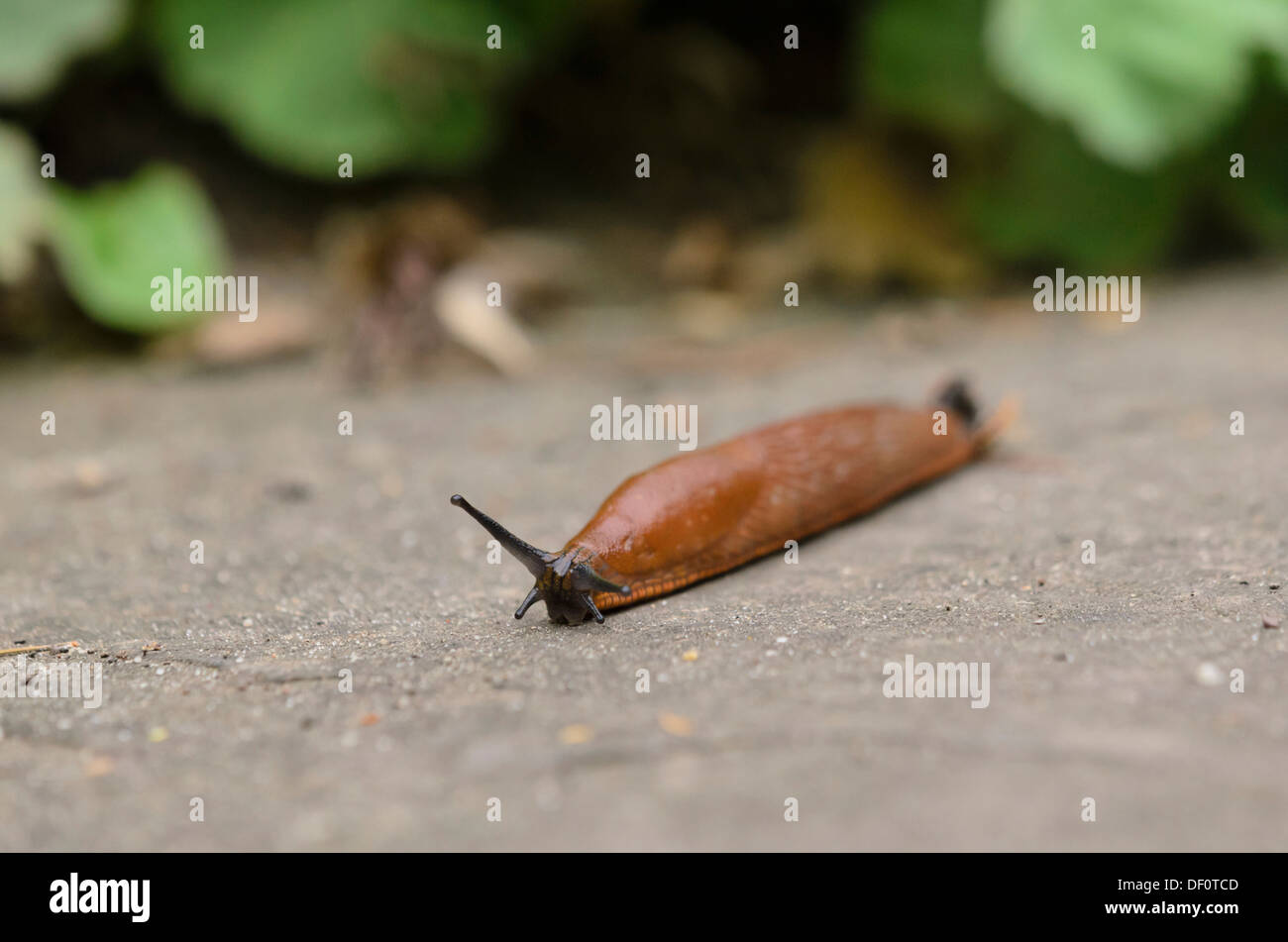 Spanish slug (Arion vulgaris syn. Arion lusitanicus) Stock Photo