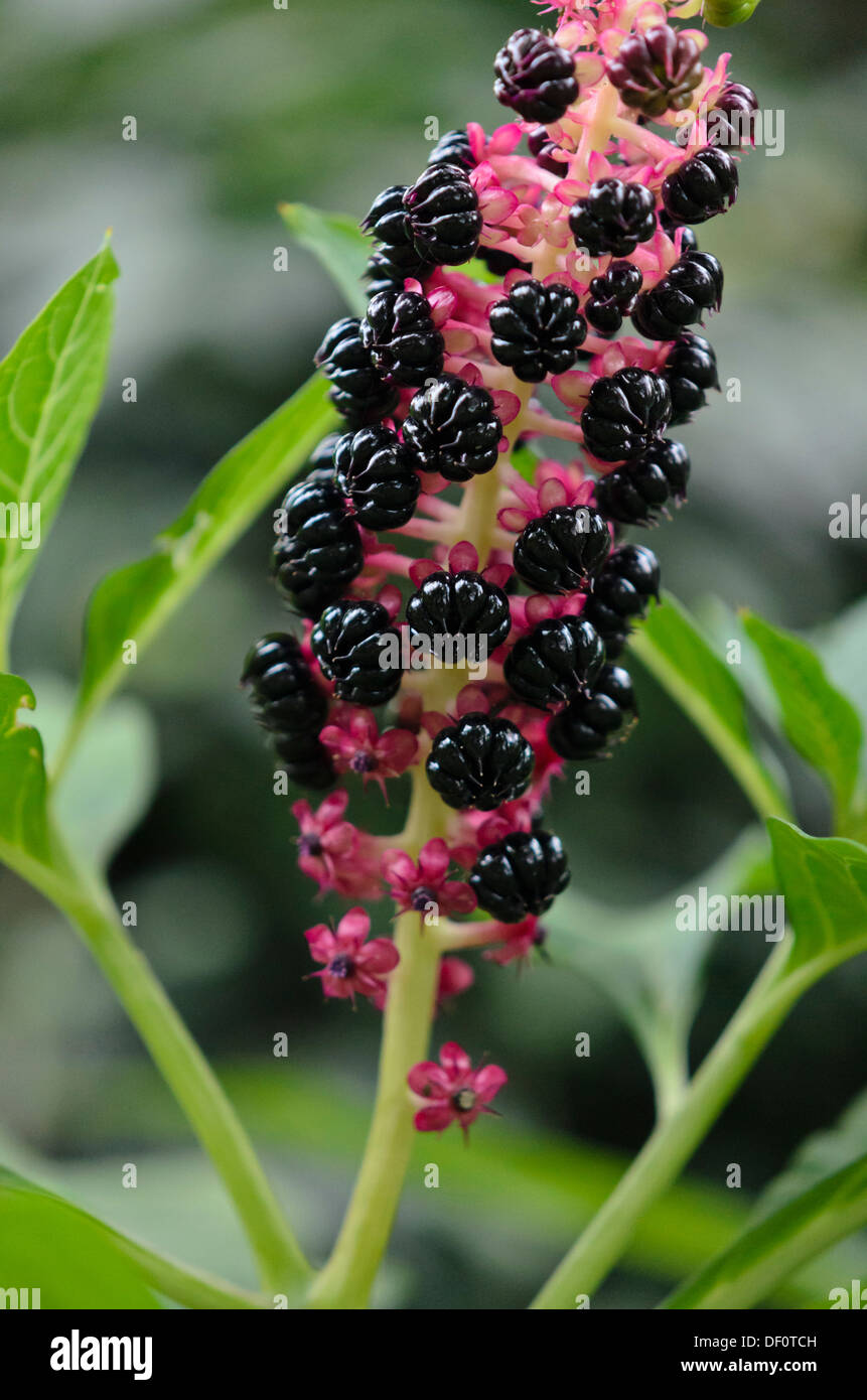 Indian berry hi-res stock photography and images - Alamy