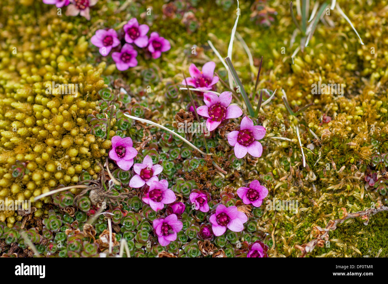 Purple saxifrage (Saxifraga oppositifolia) flowering, near Gnalodden, Hornsund, Spitsbergen, Svalbard Archipelago, Norway Stock Photo