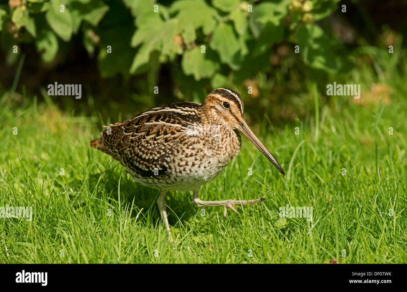 Rare snipe hi-res stock photography and images - Alamy