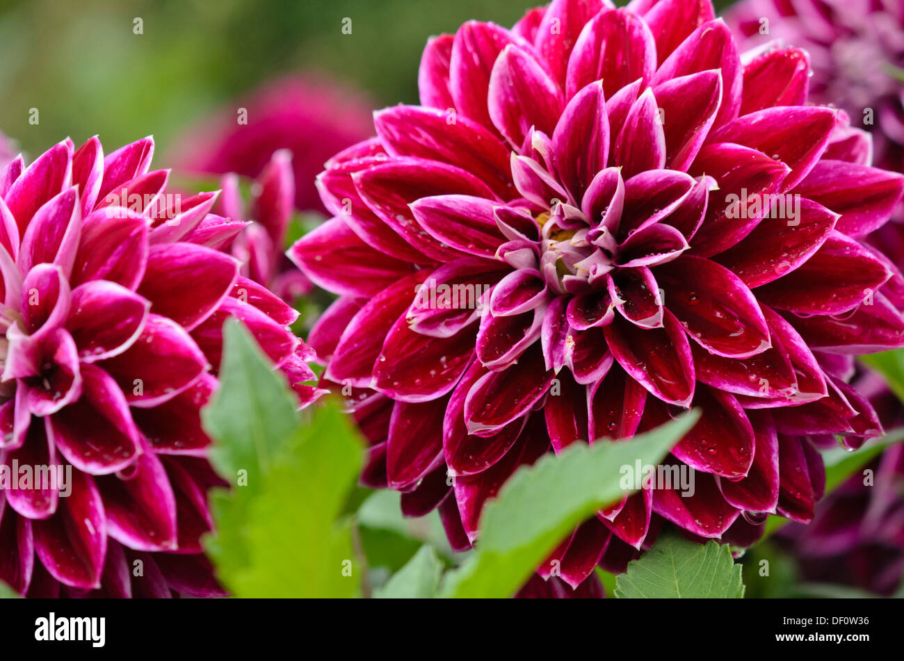 Decorative dahlia (Dahlia Purple Pearl) Stock Photo